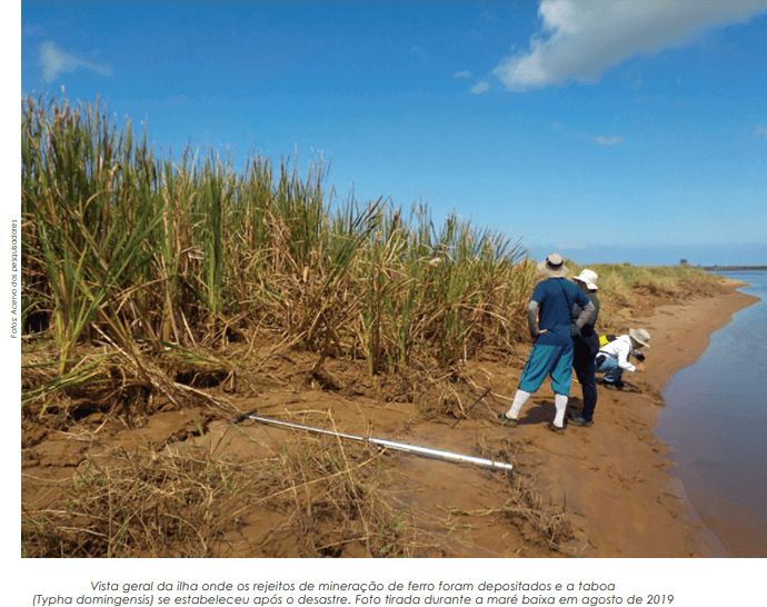 Estudo mostra eficácia de planta aquática para recuperar ambiente impactado por minério de ferro